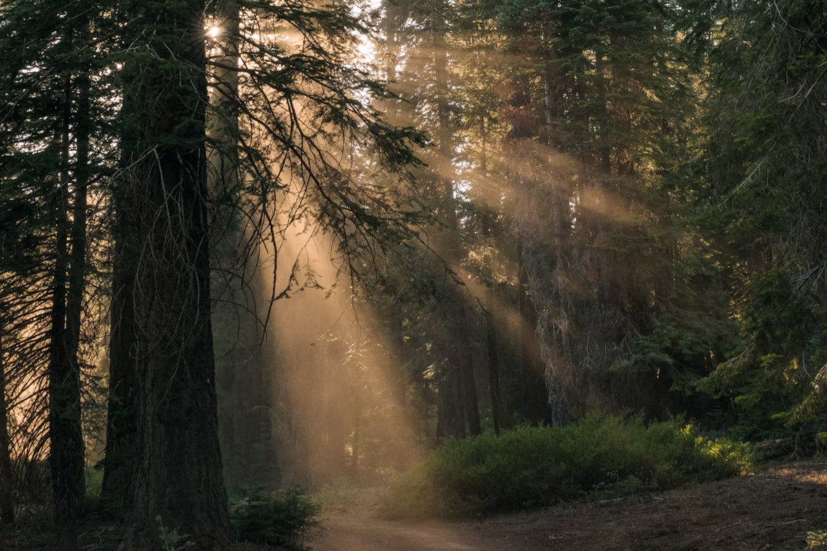 Where Giants Grow: The Living Forests of Kings Canyon National Park